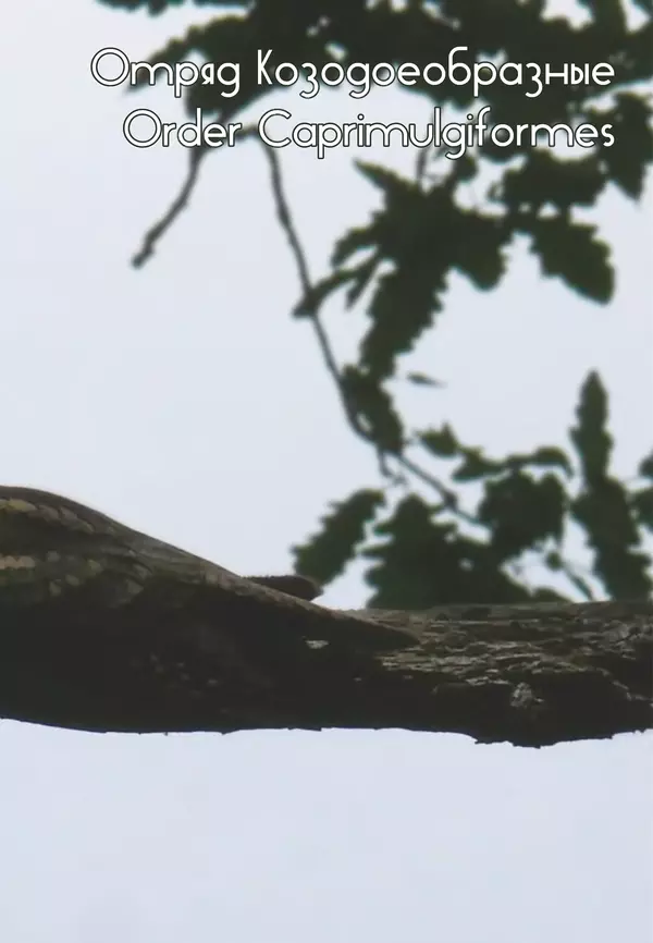 Герман Русанов - Птицы Нижней Волги - Страница № 241