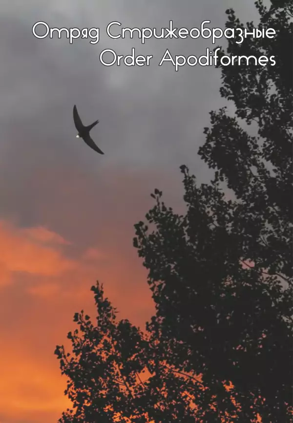 Герман Русанов - Птицы Нижней Волги - Страница № 245