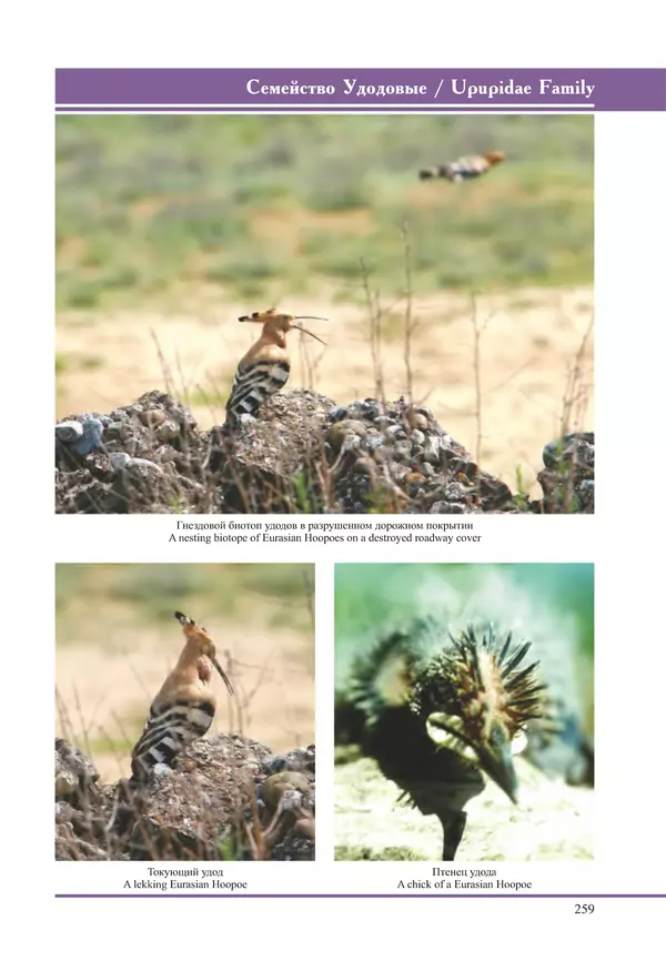 Герман Русанов - Птицы Нижней Волги - Страница № 259