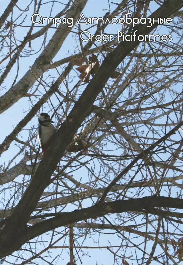 Герман Русанов - Птицы Нижней Волги - Страница № 261