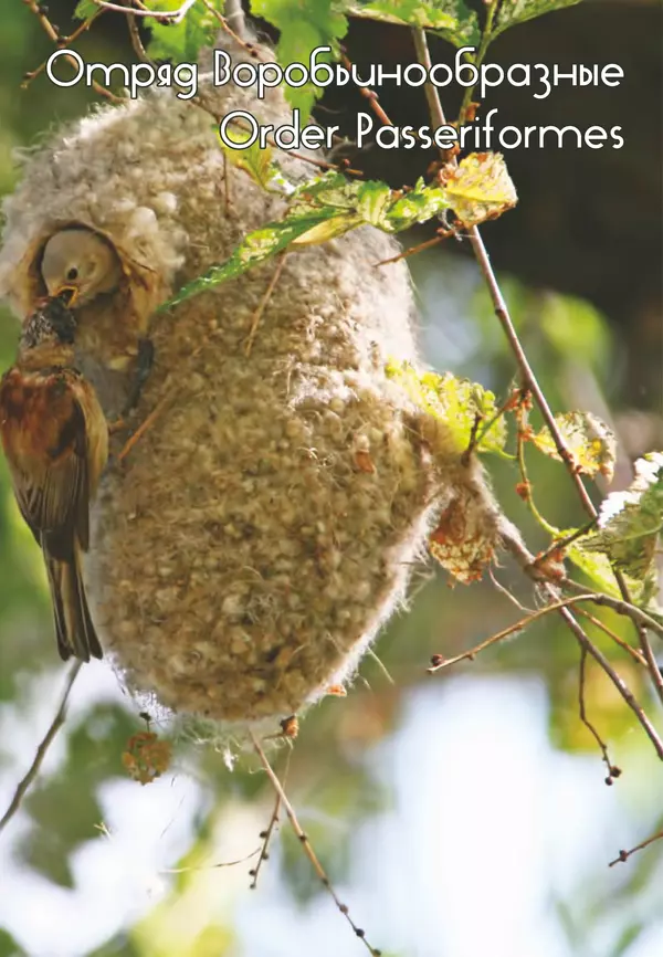 Герман Русанов - Птицы Нижней Волги - Страница № 267