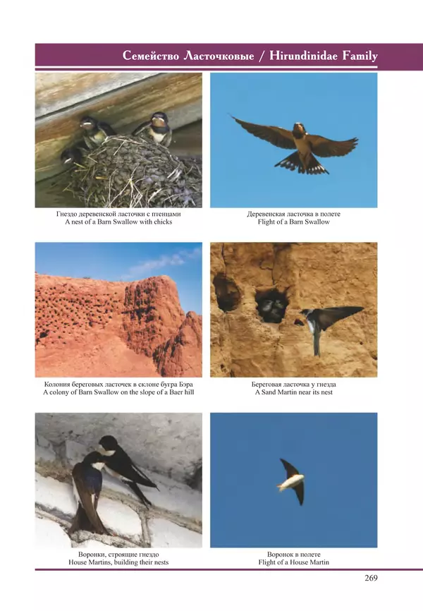Герман Русанов - Птицы Нижней Волги - Страница № 269