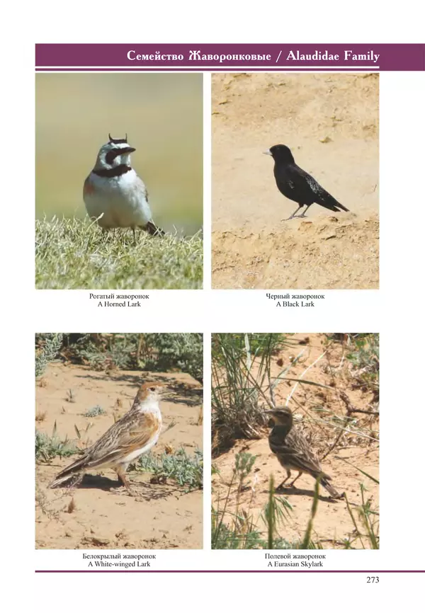 Герман Русанов - Птицы Нижней Волги - Страница № 273