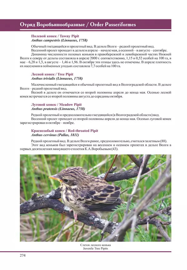 Герман Русанов - Птицы Нижней Волги - Страница № 274
