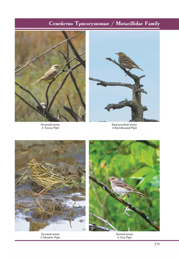 Герман Русанов - Птицы Нижней Волги - Страница № 275