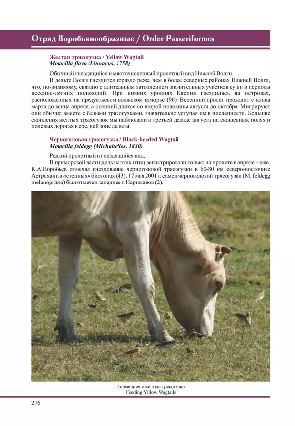 Герман Русанов - Птицы Нижней Волги - Страница № 276