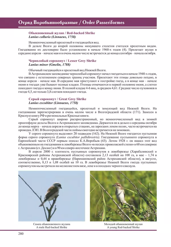 Герман Русанов - Птицы Нижней Волги - Страница № 280
