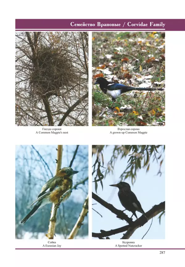 Герман Русанов - Птицы Нижней Волги - Страница № 287