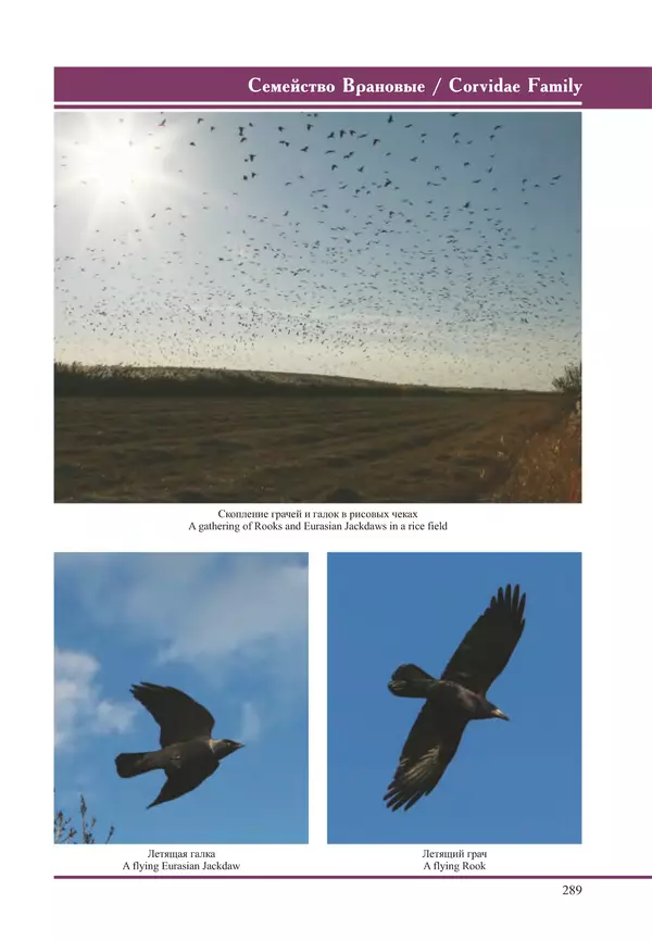 Герман Русанов - Птицы Нижней Волги - Страница № 289