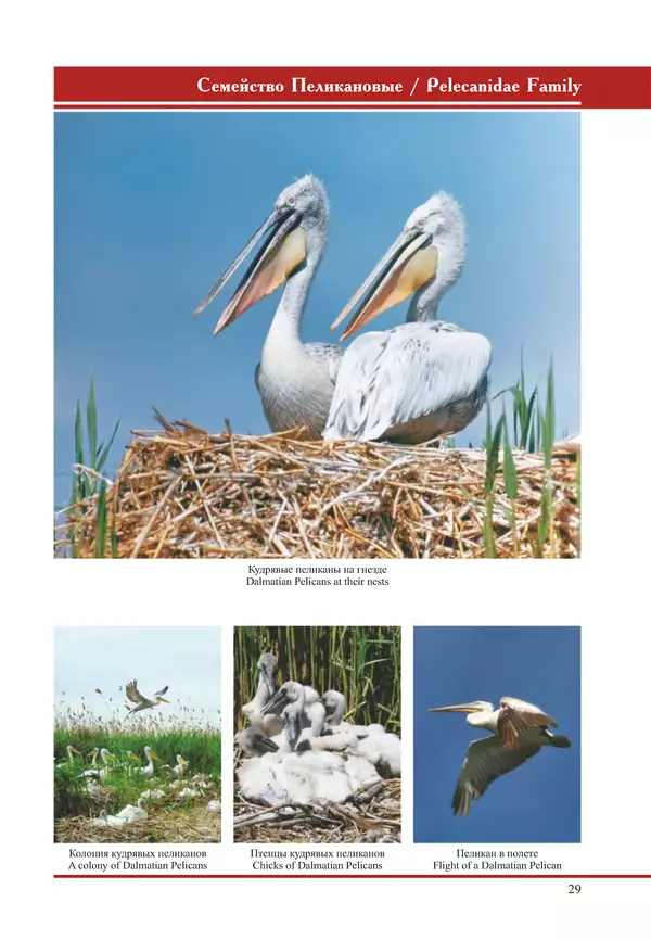 Герман Русанов - Птицы Нижней Волги - Страница № 29