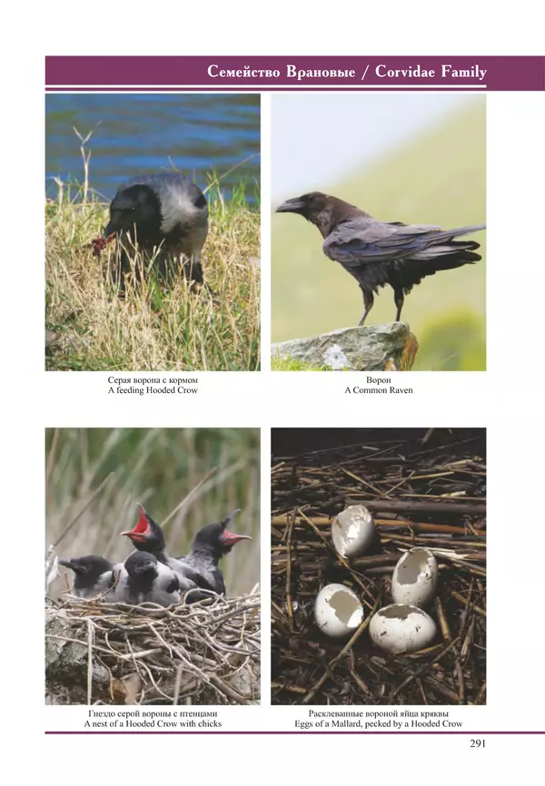 Герман Русанов - Птицы Нижней Волги - Страница № 291