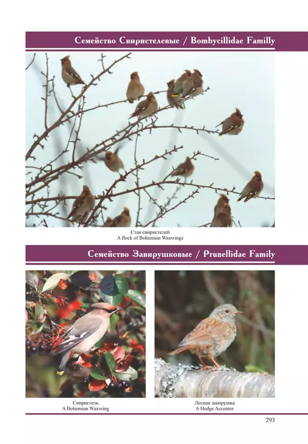 Герман Русанов - Птицы Нижней Волги - Страница № 293