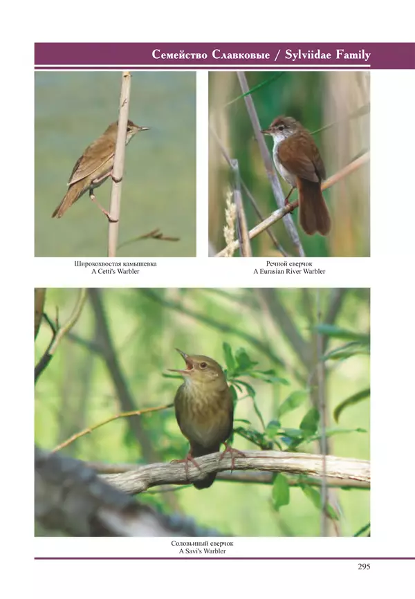 Герман Русанов - Птицы Нижней Волги - Страница № 295