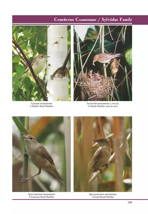 Герман Русанов - Птицы Нижней Волги - Страница № 299