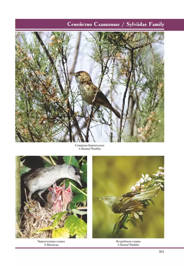 Герман Русанов - Птицы Нижней Волги - Страница № 301