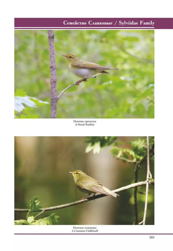 Герман Русанов - Птицы Нижней Волги - Страница № 305