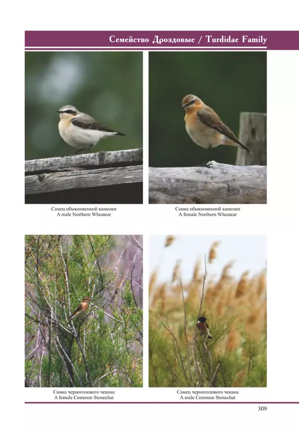 Герман Русанов - Птицы Нижней Волги - Страница № 309
