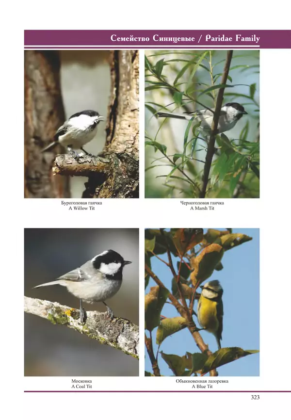 Герман Русанов - Птицы Нижней Волги - Страница № 323