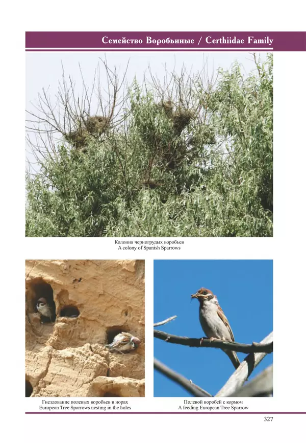 Герман Русанов - Птицы Нижней Волги - Страница № 327