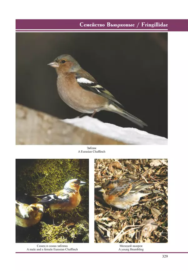 Герман Русанов - Птицы Нижней Волги - Страница № 329