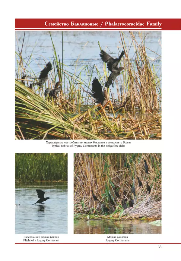 Герман Русанов - Птицы Нижней Волги - Страница № 33