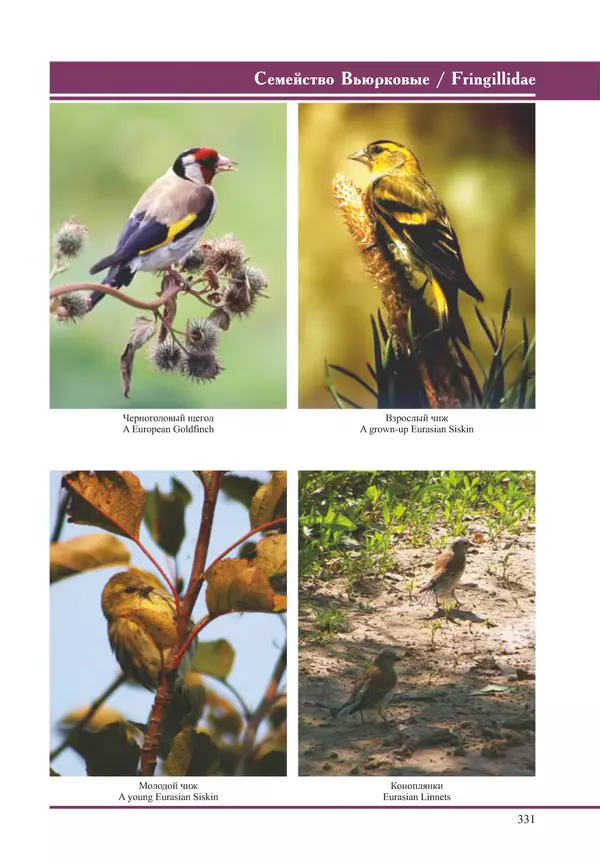 Герман Русанов - Птицы Нижней Волги - Страница № 331