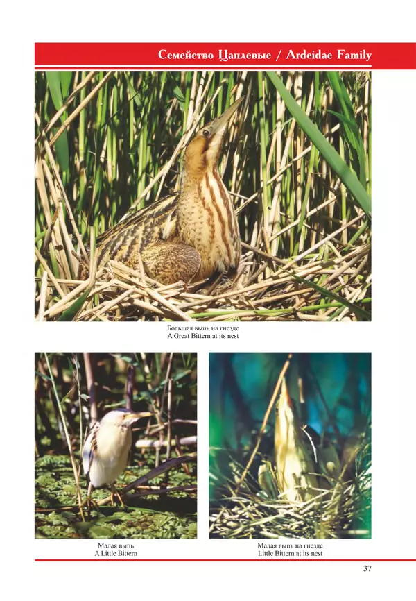 Герман Русанов - Птицы Нижней Волги - Страница № 37