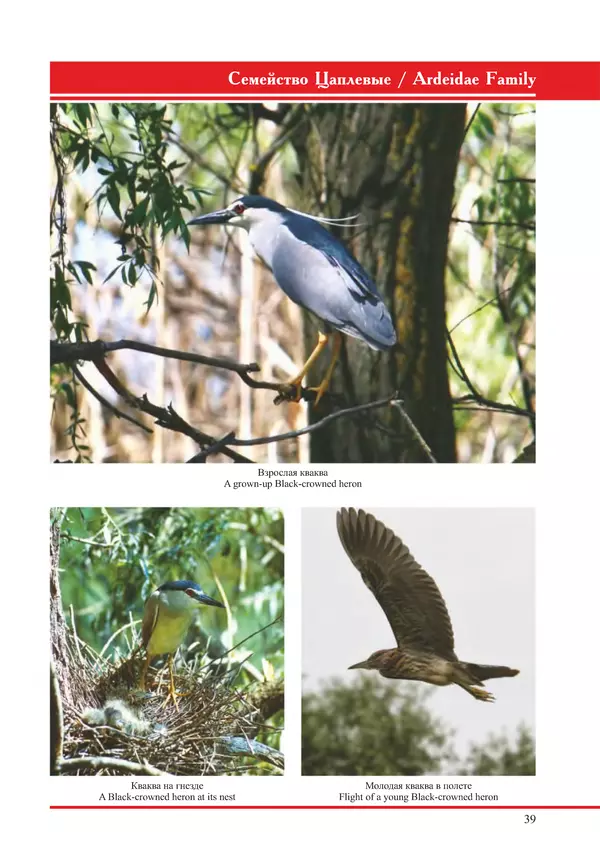 Герман Русанов - Птицы Нижней Волги - Страница № 39