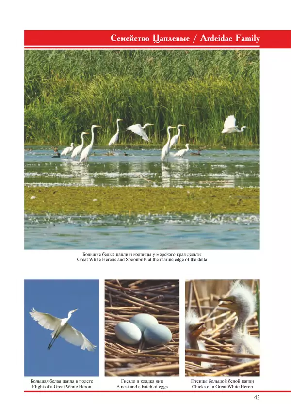 Герман Русанов - Птицы Нижней Волги - Страница № 43