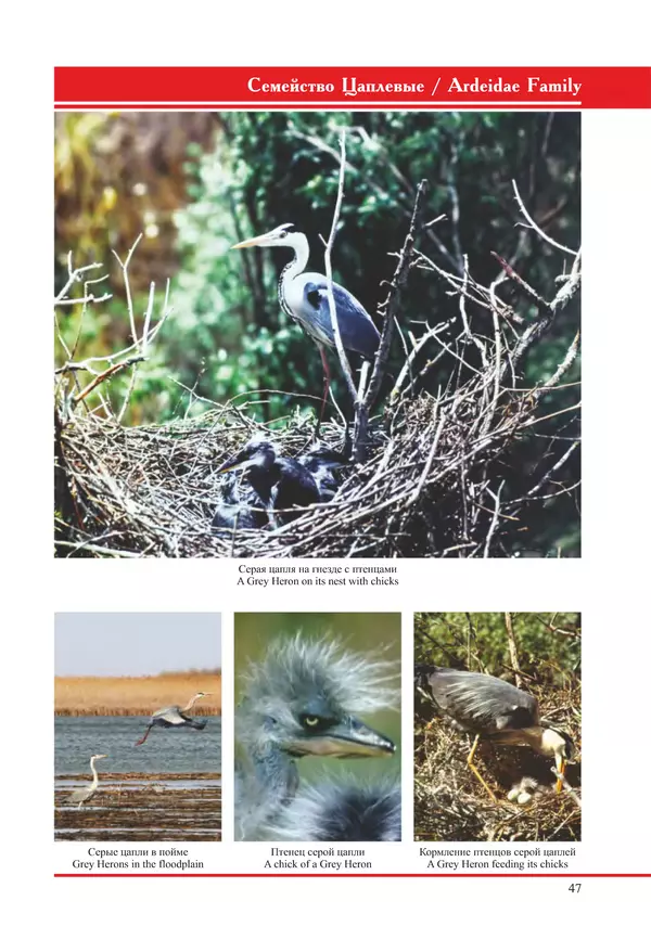 Герман Русанов - Птицы Нижней Волги - Страница № 47