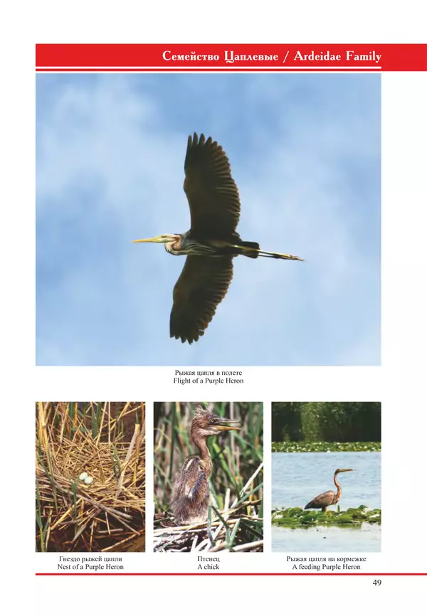 Герман Русанов - Птицы Нижней Волги - Страница № 49