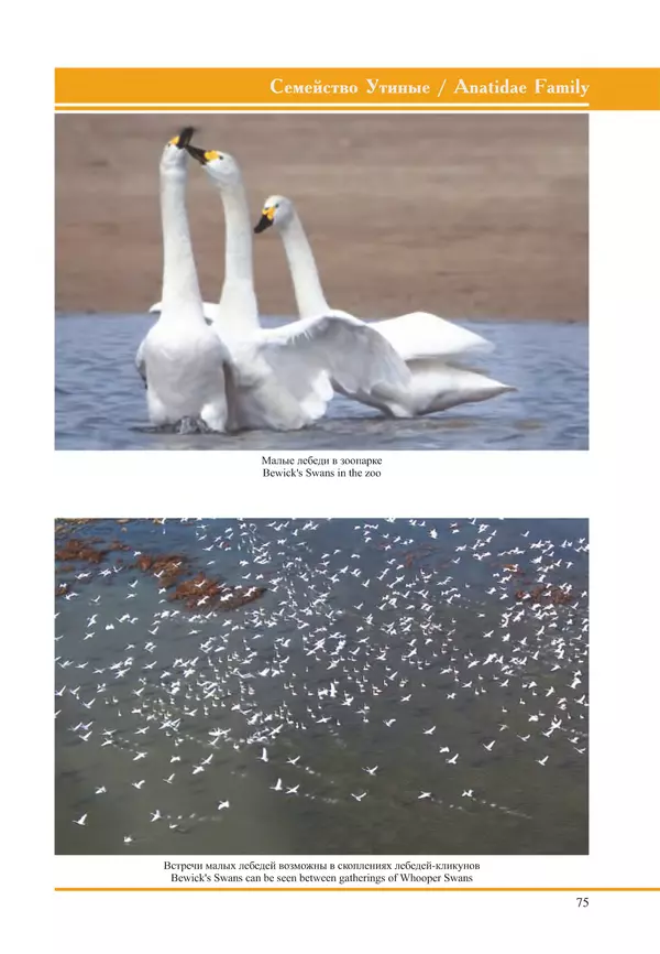 Герман Русанов - Птицы Нижней Волги - Страница № 75