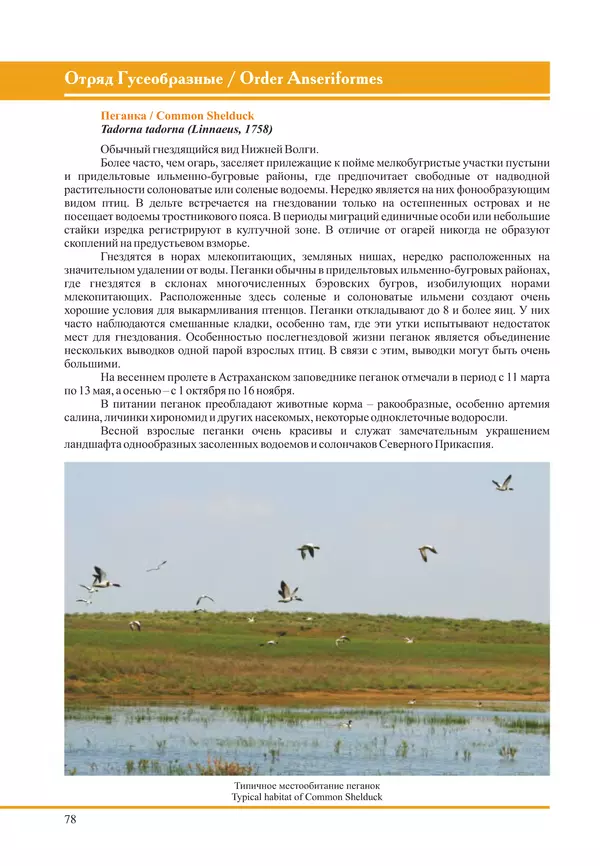 Герман Русанов - Птицы Нижней Волги - Страница № 78