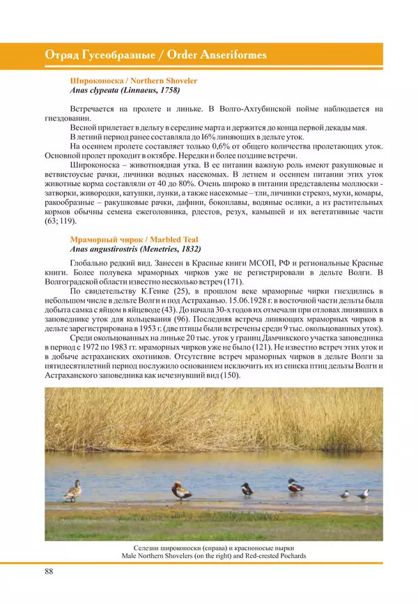 Герман Русанов - Птицы Нижней Волги - Страница № 88