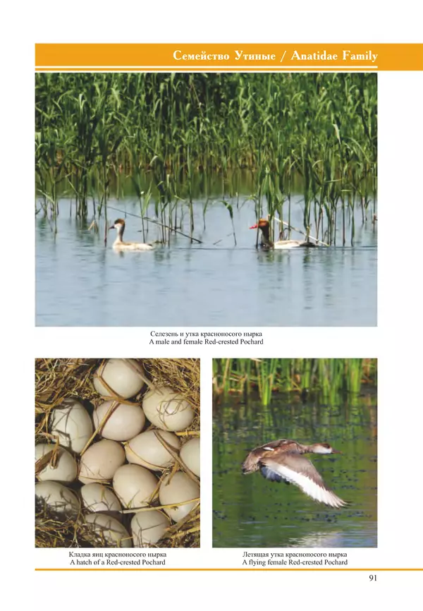 Герман Русанов - Птицы Нижней Волги - Страница № 91