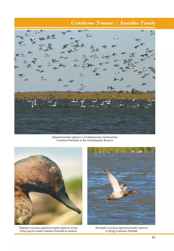 Герман Русанов - Птицы Нижней Волги - Страница № 93