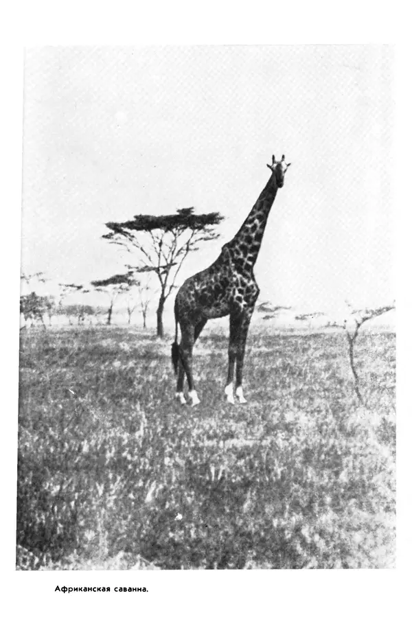  сборник «Бригантина» - Бригантина 1974 - Страница № 302