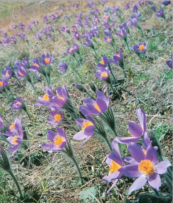  Коллектив авторов - Самые красивые места России - Страница № 113