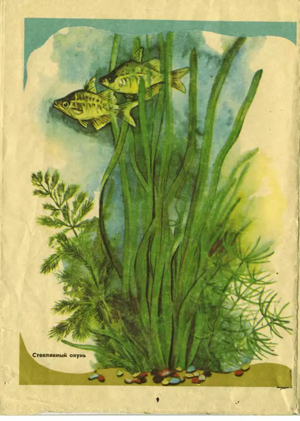 И. Шереметьев - Ваш первый аквариум - Страница № 10