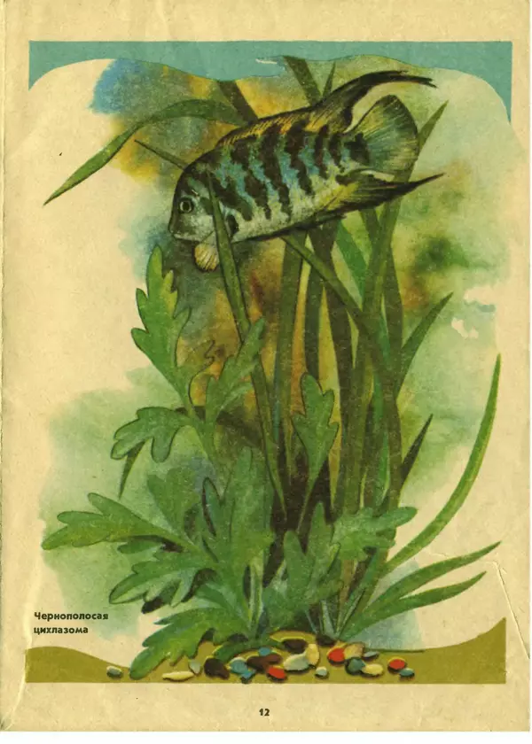 И. Шереметьев - Ваш первый аквариум - Страница № 13