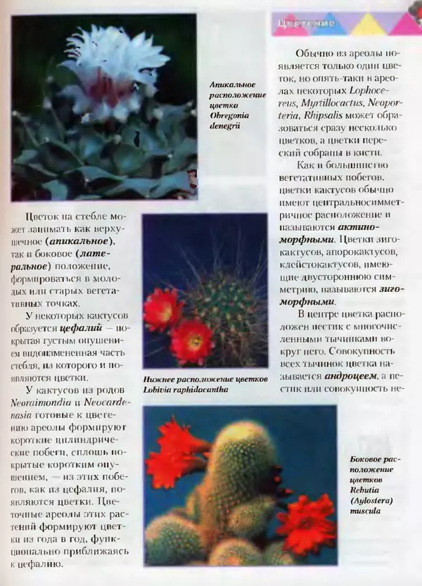 Сергей Батов - Секреты выращивания кактусов - Страница № 127