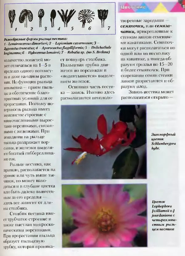 Сергей Батов - Секреты выращивания кактусов - Страница № 129