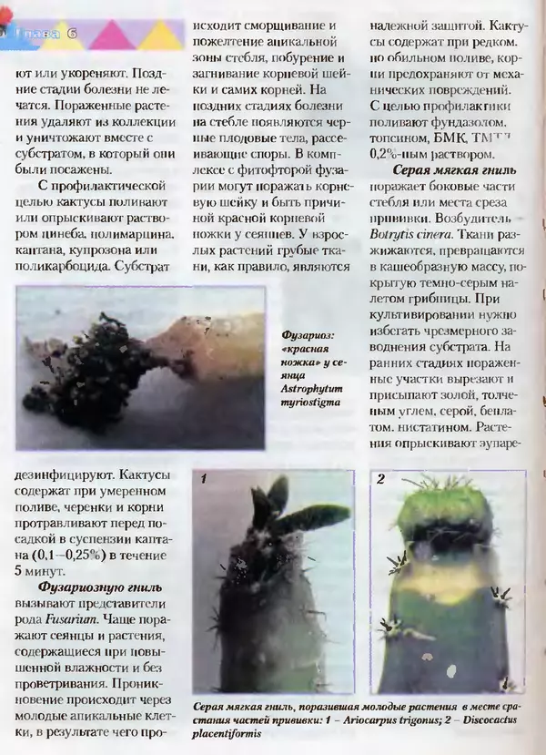 Сергей Батов - Секреты выращивания кактусов - Страница № 170
