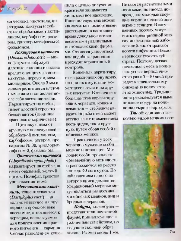 Сергей Батов - Секреты выращивания кактусов - Страница № 180