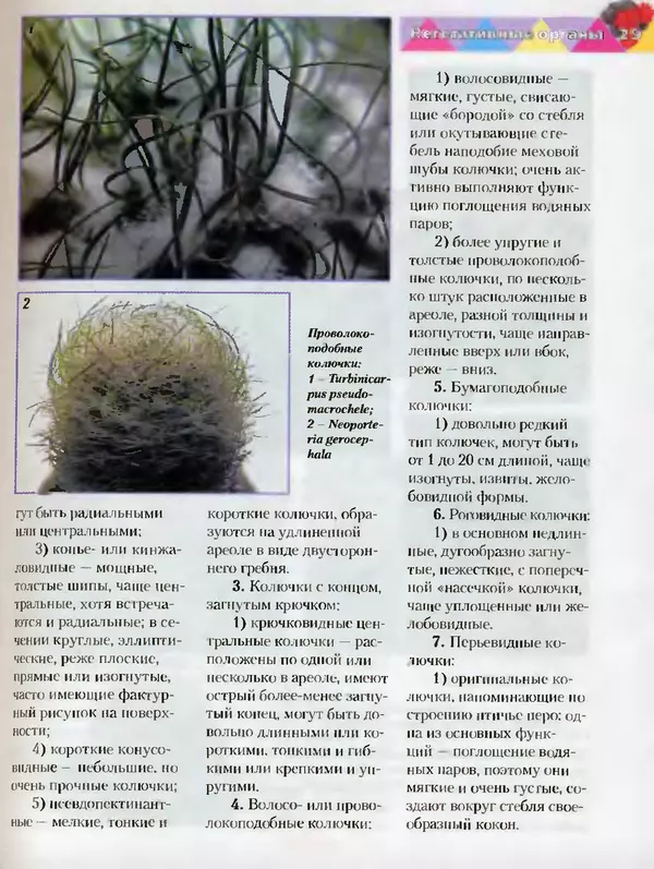 Сергей Батов - Секреты выращивания кактусов - Страница № 29