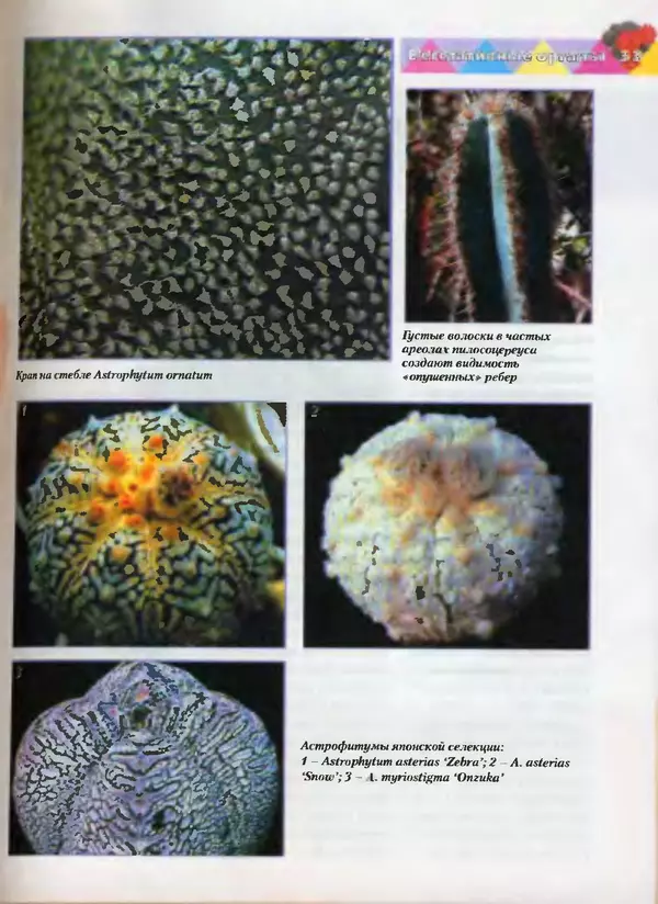 Сергей Батов - Секреты выращивания кактусов - Страница № 33