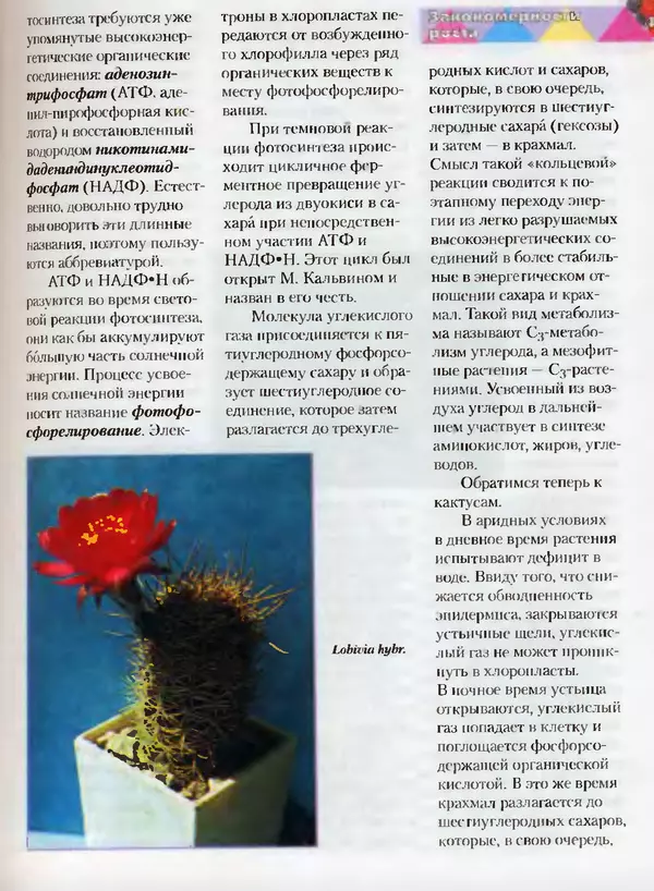 Сергей Батов - Секреты выращивания кактусов - Страница № 47