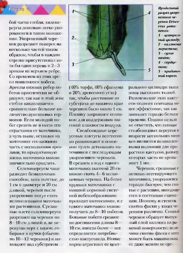 Сергей Батов - Секреты выращивания кактусов - Страница № 98