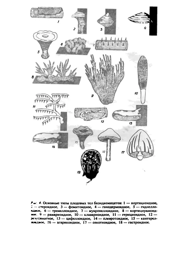 C. Вассер - Съедобные и ядовитые грибы Карпат. Справочник - Страница № 11