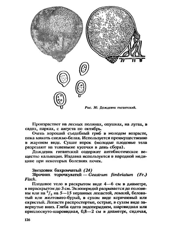 C. Вассер - Съедобные и ядовитые грибы Карпат. Справочник - Страница № 126